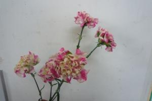 p1010439